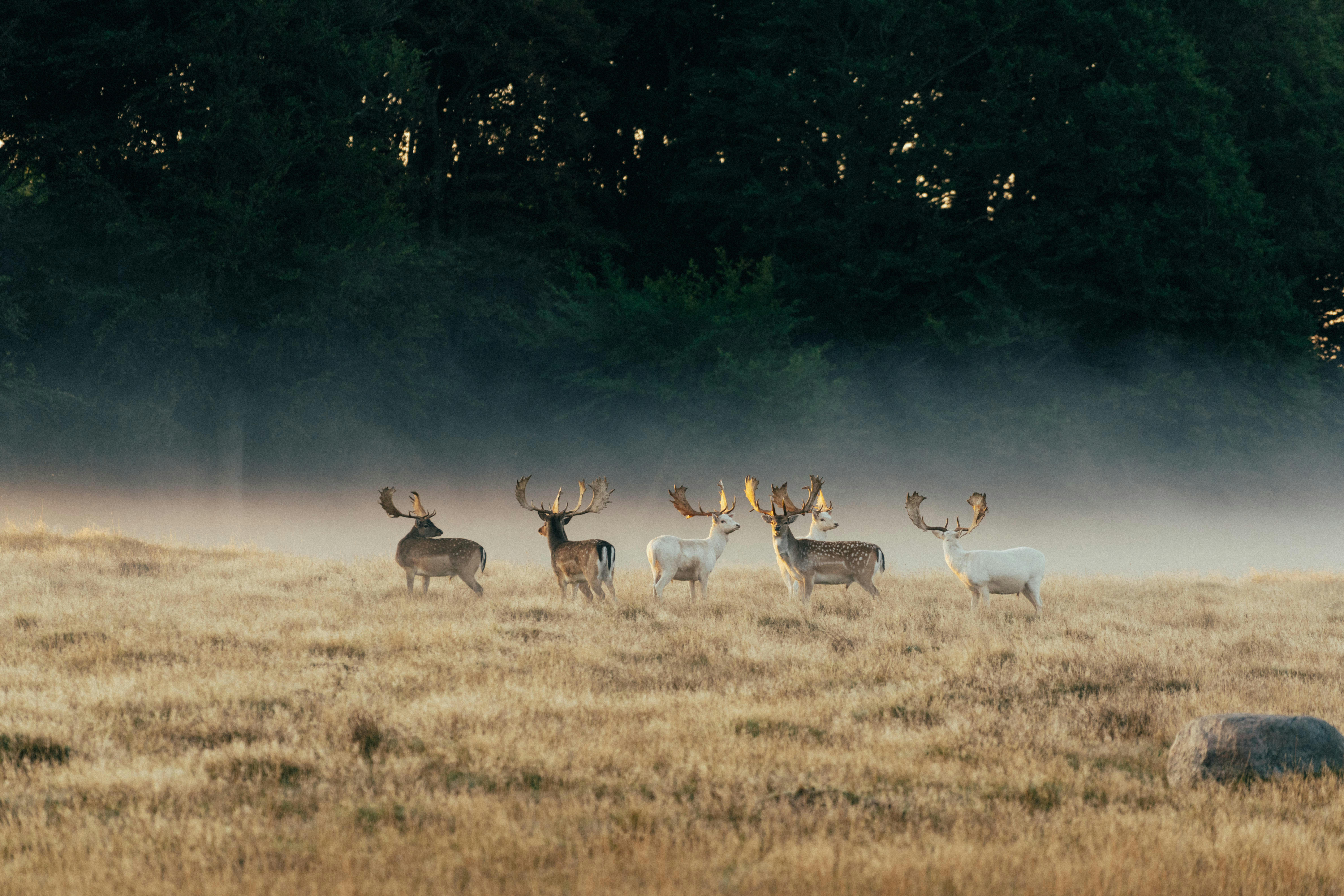 Scottish highland deer in natural landscape